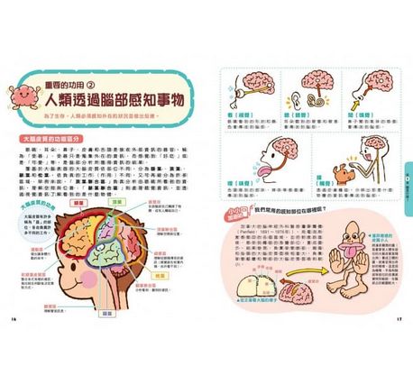 腦的祕密：清楚解說腦的構造與功用！